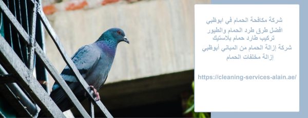 شركة مكافحة الحمام في ابوظبي
