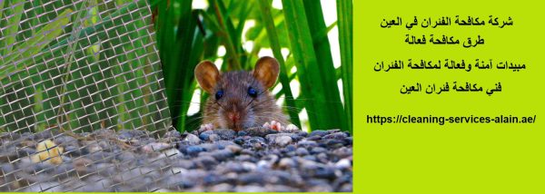 شركة مكافحة الفئران في العين